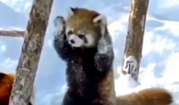 动物搞笑爆料视频,动物界的欢乐时光大盘点