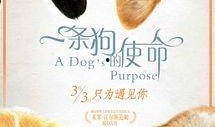 一条狗的使命在线观看,一条狗的使命观影指南