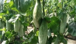 山东一个网红吃瓜是谁,真相背后引热议