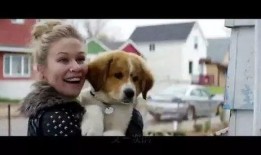 一条狗的使命在线观看免费,一条狗的使命观影指南