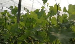 根西在线观看,穿越时空的虚拟之旅