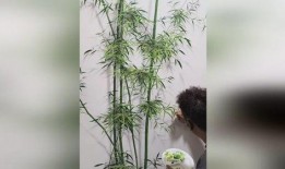 网友爆料竹叶图片高清视频,自然之美尽收眼底