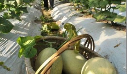 山东一个网红吃瓜是谁,真相背后引热议