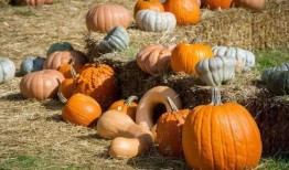 藏族网红吃瓜是谁啊图片,藏族网红“吃瓜”背后的故事